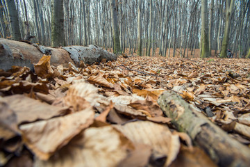 beech forest in Ukraine