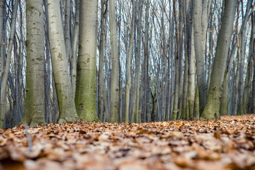 beech forest in Ukraine
