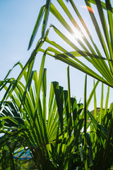 Low perspective of bright green leaves of plant in sunlight against of blue sky