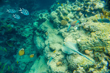 Fototapeta na wymiar coral reef of the red sea 