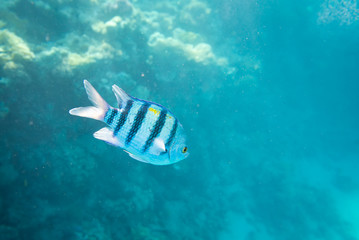 coral reef of the red sea 