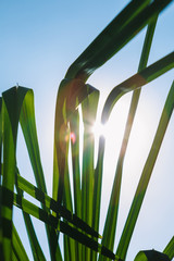 Low perspective of bright green leaves of plant in sunlight against of blue sky
