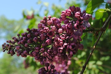 Image of spring lilac flowers