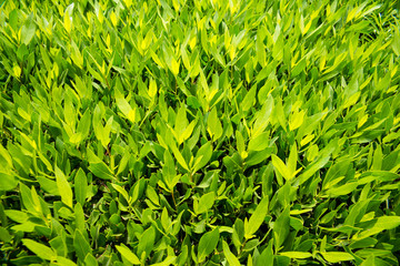 green bush leaves 
