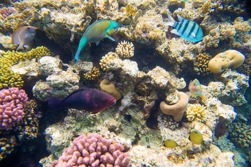 Naklejka na ściany i meble coral reef in red sea 