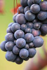 Rote Weintrauben am Rebstock