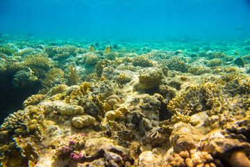  coral reef of the  sea 