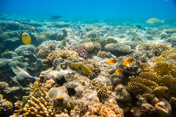 Naklejka na ściany i meble coral reef of the sea 
