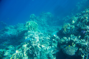 Naklejka na ściany i meble coral reef of the sea 