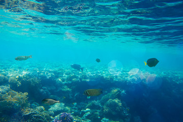 Fototapeta na wymiar coral reef of the sea 