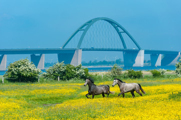 Fehmarnsundbrücke, Fehmarn