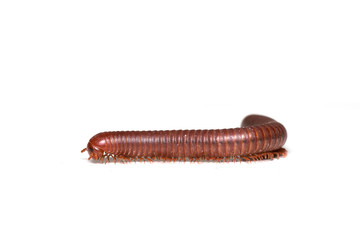 Siamese Millipede
