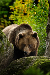 Naklejka na ściany i meble Brown bear, Ursus arctos, hideen behind the green moss stone. Face portrait of brown bear. Bear with open muzzle with big tooth. Brown bear in the nature. Bear in the forest animal, Slovakia