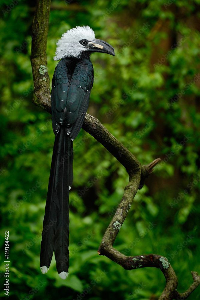 Poster Hornbill in the nature habitat. Western Long-tailed Hornbill, Horizocerus albocristatus, sitting on the branch in the tropic forest in central Africa. Black bird with white head with long tail, Guinea