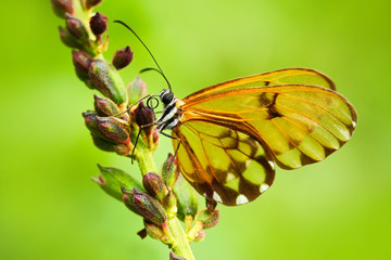 Beautiful Glasswinged butterfly with transparent wings. Beautiful butterfly in the nature habitat. Butterfly with transparent wings from Ecuador. Glasswinged butterfly in the green forest.