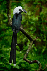 Hornbill in the nature habitat. Western Long-tailed Hornbill, Horizocerus albocristatus, sitting on the branch in the tropic forest in central Africa. Black bird with white head with long tail, Guinea