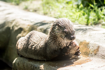 Obraz premium otter (Lontra canadensis) caught fish and eat his on the shore