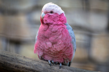 Pink cockatoo portait © faber121