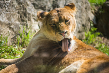 Lioness lying down resting in grass licking her fur