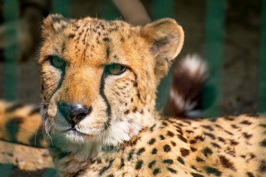 Portrait of a crouching cheetah with intense look