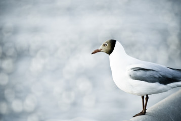 Seagull perching on the rail bridge
