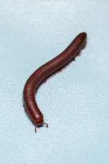 Siamese Millipede
