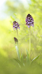 Orchis Purpurea Crimean rare flower in the April woods