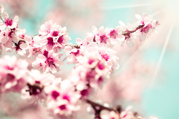 Blossom tree over nature background/ Spring flowers/Spring Background