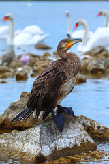 great cormorant on the rock (Phalacrocorax).