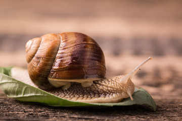 snail on wooden background