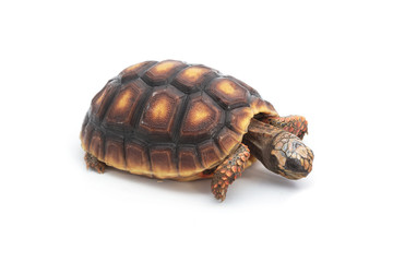 Red-footed tortoises , Chelonoidis carbonaria on white backgroun