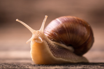 snail on wooden background © id-art