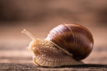 snail on wooden background