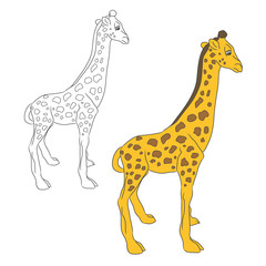 Obraz premium Two circuits giraffe