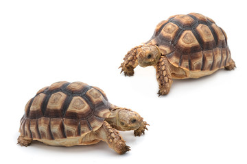 African spurred sulcata Tortoise, Geochelone sulcata,  on white