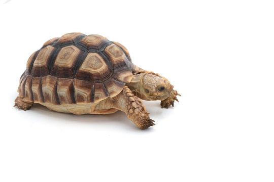 African Spurred Tortoise (Geochelone sulcata) isolated on white