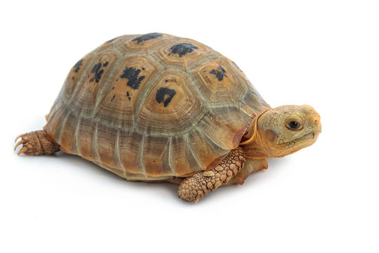 Elogated Tortoise ( Indotestudo elongata), Yellow turtle on whit