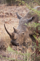 Adult White Rhinoceros in a game reserve in South Africa