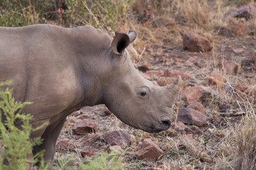 Baby White Rhinoceros in a game reserve in South Africa