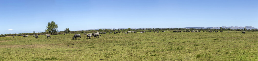 Obraz na płótnie Canvas cows grazing on the meadow