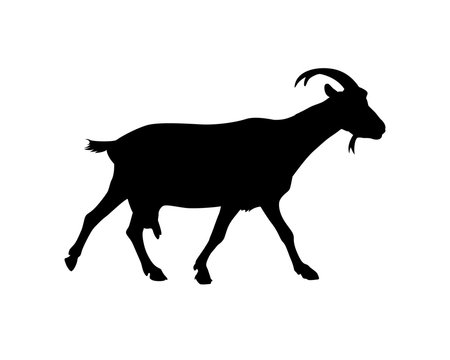 Walking goat vector silhouette