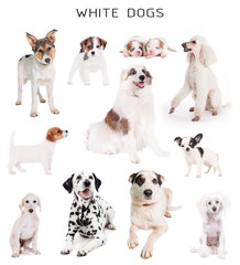 White dogs set
