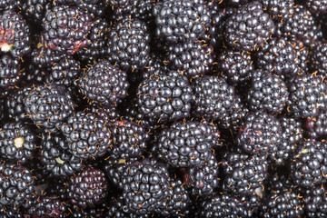 Ripe fresh blackberries close up. Rubus fruticosus