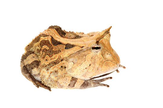 The Surinam horned frog isolated on white