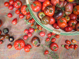 Basket of fresh tomatoes, many varieties.