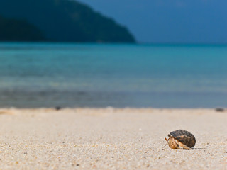 Fototapeta na wymiar Hermit crab on the beach
