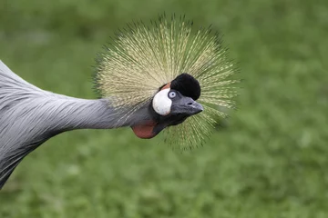 Fotobehang East African Crowned Crane - also know as Grey Crowned Crane - stretching neck to see. © Ian Dyball