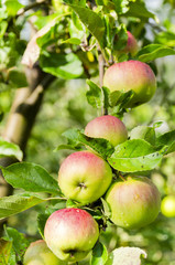 Fresh red and yellow apples on a tree in garden. Selective focus
