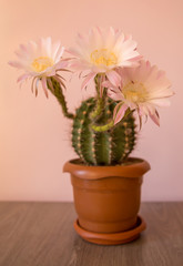 blooming cactus at home