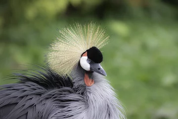 Fotobehang East African Crowned Crane - also know as Grey Crowned Crane © Ian Dyball